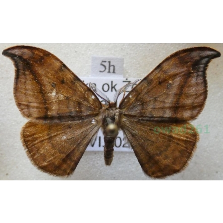 Drepana curvatula (Borkhausen, 1790) male Wycinka zakrzywica Poland5h